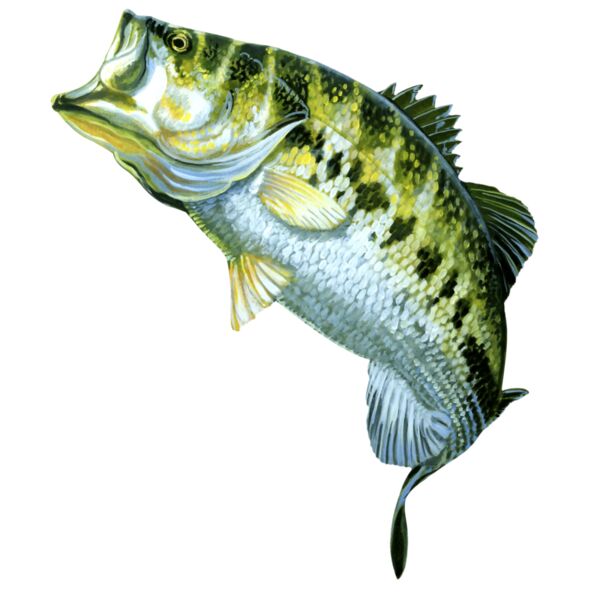 Largemouth B-0903 Thumbnail