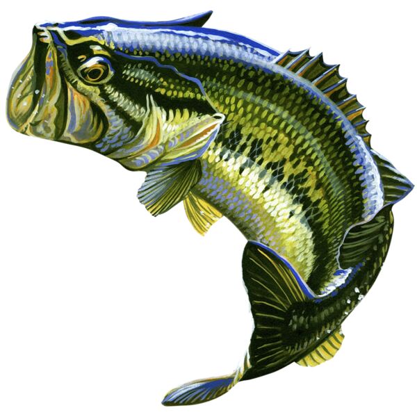 Largemouth Bass B-0936 Thumbnail