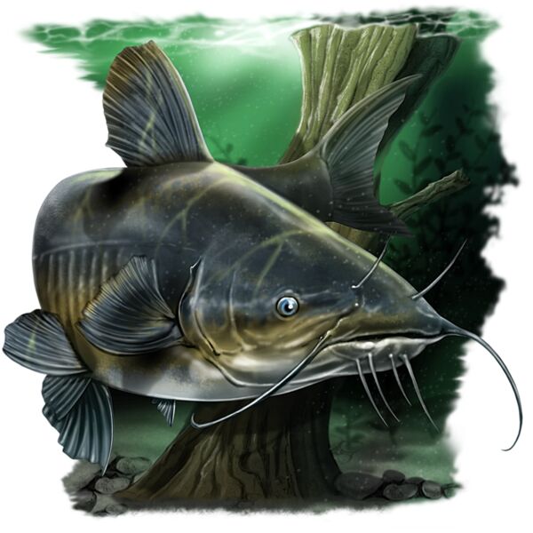 Catfish Thumbnail